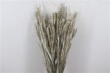 <h4>Dried Triticum Platina Bunch</h4>