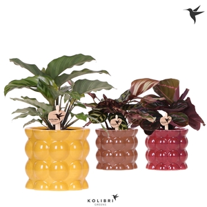 Kolibri Greens Calathea mix in Cotton pot yellow mix