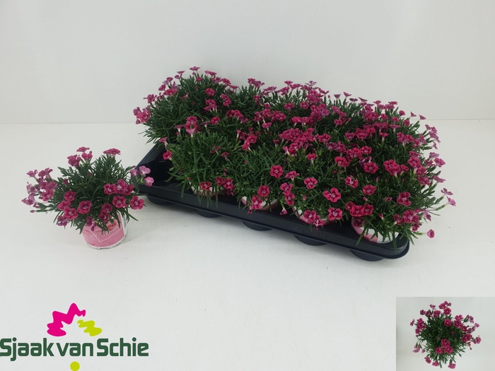 <h4>DIAN DIANTICA GEM</h4>