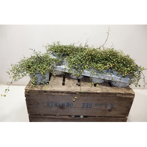 arr8 Muehlenbeck Co Maori