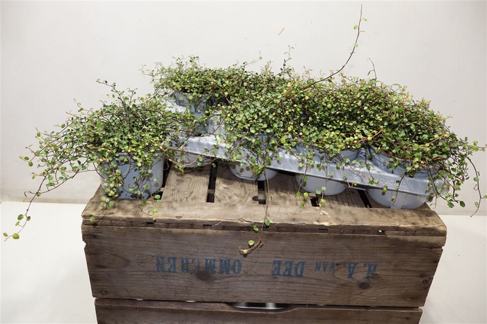 <h4>arr8 Muehlenbeck Co Maori</h4>