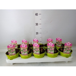 Fritillaria meleagris