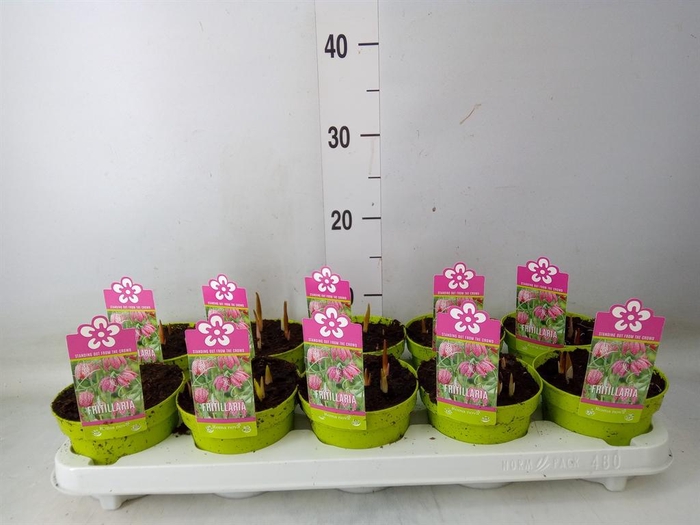 <h4>Fritillaria meleagris</h4>