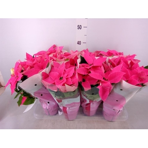 Euphorbia pulc. 'Princ Dark Pink'