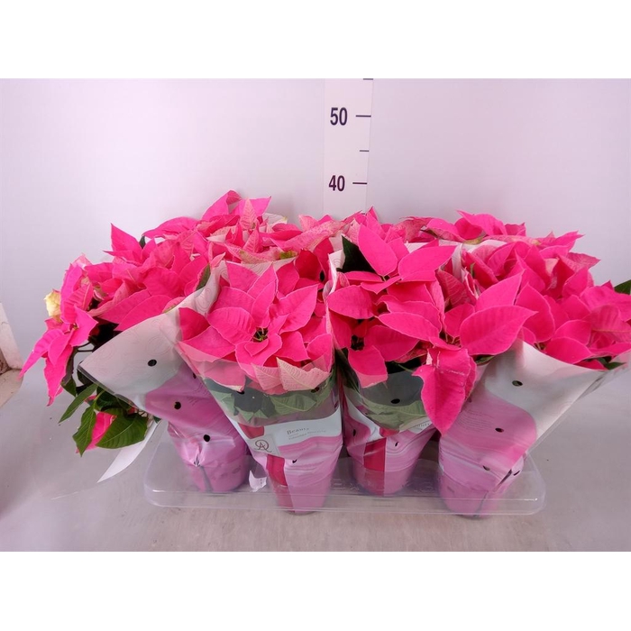 <h4>Euphorbia pulc. 'Princ Dark Pink'</h4>