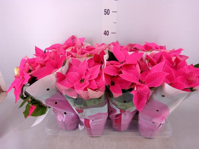 <h4>Euphorbia pulc. 'Princ Dark Pink'</h4>