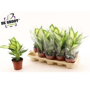 Dieffenbachia Camilla