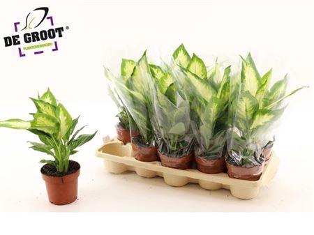 <h4>Dieffenbachia Camilla</h4>