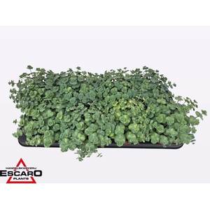 Sedum sieboldii Mediovariegatum