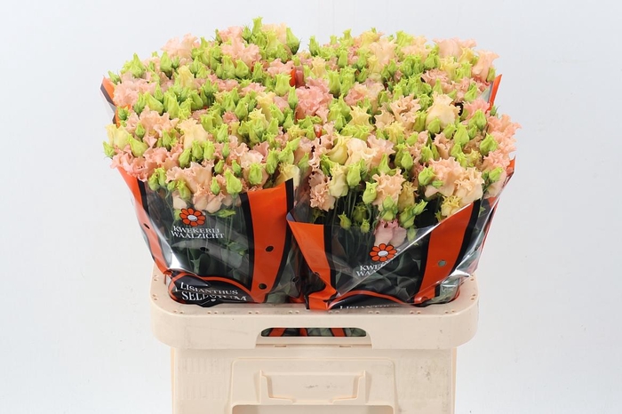 <h4>Eus E Falda Apricot</h4>