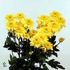 CHR T BEPPIE GEEL
