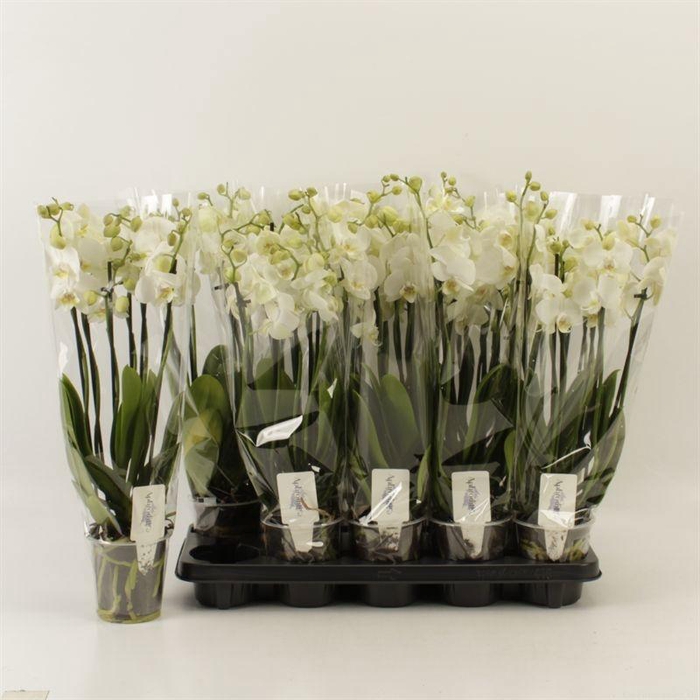 <h4>PHAL OV WIT</h4>