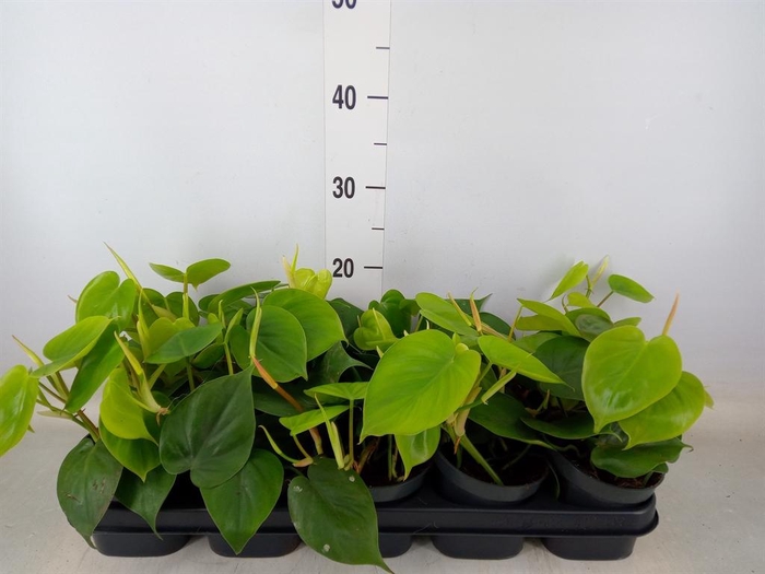 <h4>Philodendron scand.</h4>