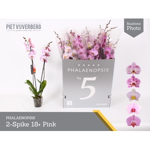 PHAL OV ROZE