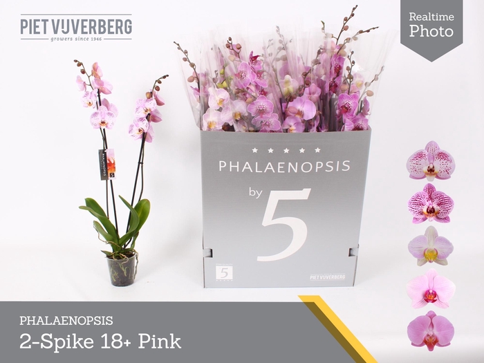 <h4>PHAL OV ROZE</h4>