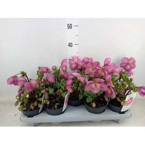 Helleborus  'Verboom Sifra'