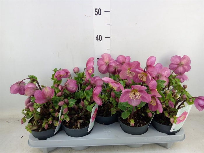 <h4>Helleborus  'Verboom Sifra'</h4>