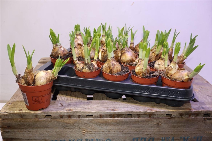 <h4>Narc O Tete A Tete</h4>