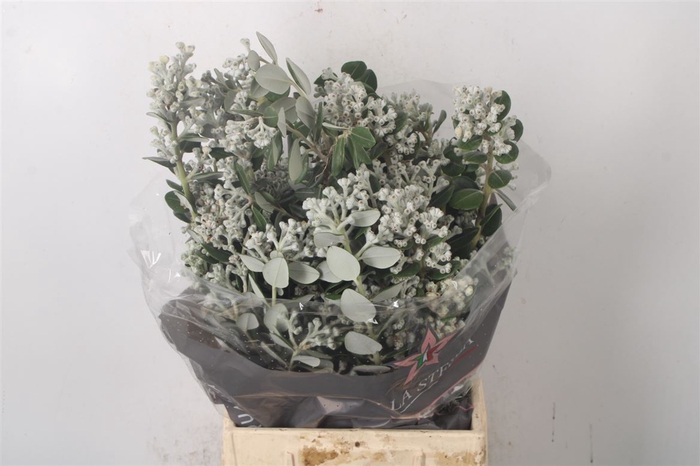 <h4>Pitto Ralphi Berry Per Bunch 400 Gram</h4>