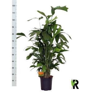 CARYOTA MITIS