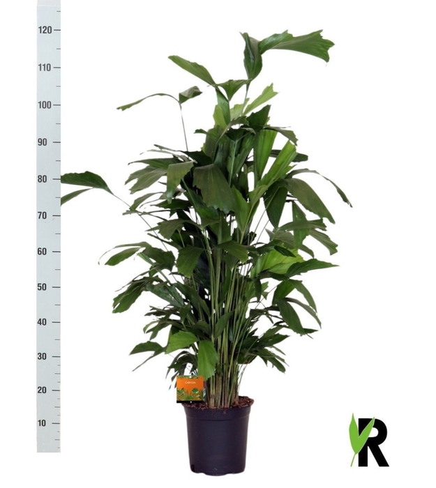 <h4>CARYOTA MITIS</h4>