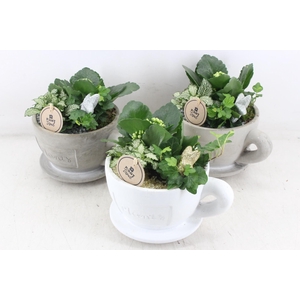 arr2 PL - Kop en schotel x3 - goud/zilver