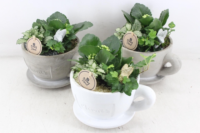 <h4>arr2 PL - Kop en schotel x3 - goud/zilver</h4>