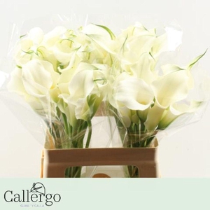 Zantedeschia white present