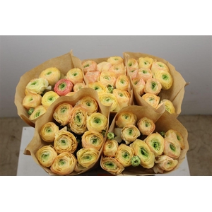 Ran Cloni Ex Touareg Pastel