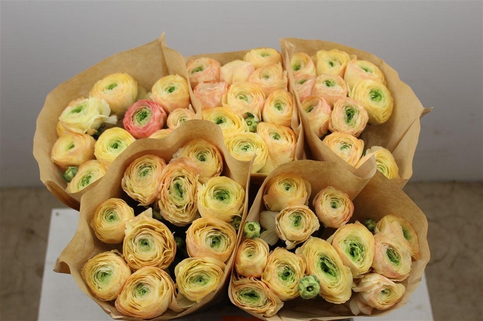 <h4>Ran Cloni Ex Touareg Pastel</h4>