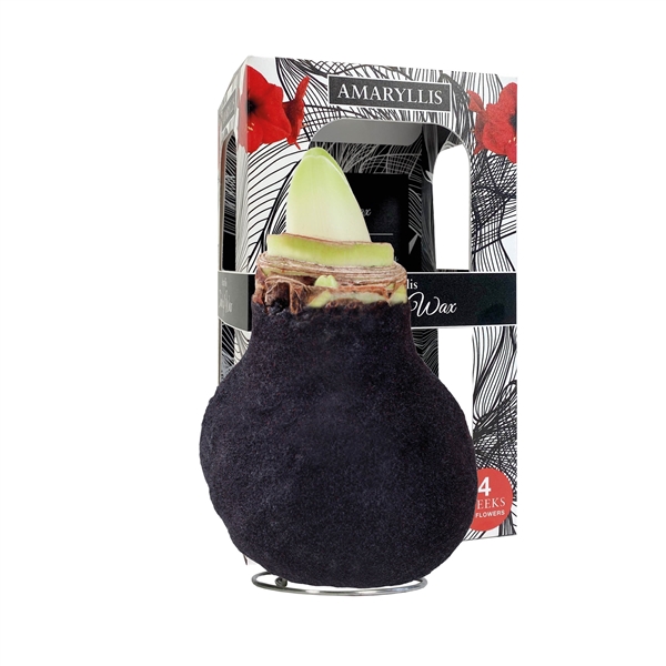 <h4>Amaryllis Touch of Wax Fashion Black 6x1, rode bloem, Karton Giftbox</h4>