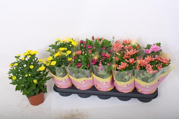 <h4>CHRYS GEVULDBL GEM</h4>