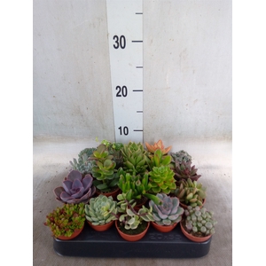 Succulents   ...