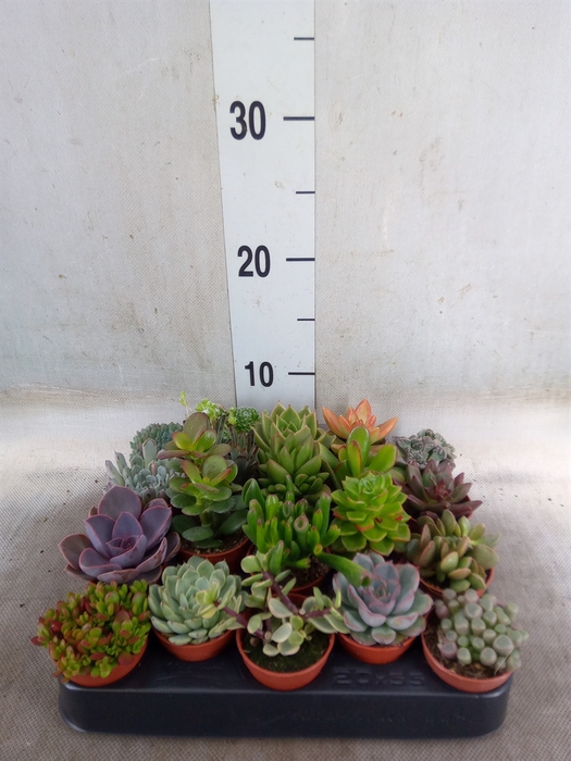<h4>Succulents   ...</h4>