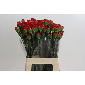 Dianthus St Hong Fu
