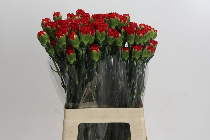 Dianthus St Hong Fu