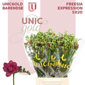 UG Barendse - Expression 5x20