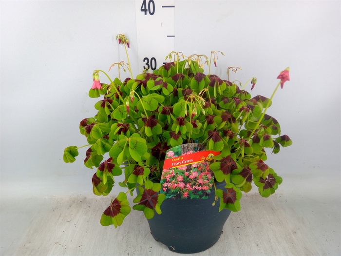 <h4>Oxalis tetraphylla 'Iron Cross'</h4>