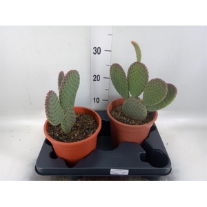 Opuntia microdasys