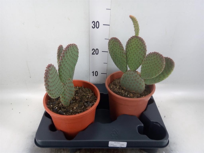 <h4>Opuntia microdasys</h4>