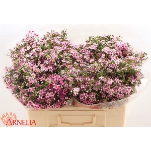 Chamelaucium Alouana