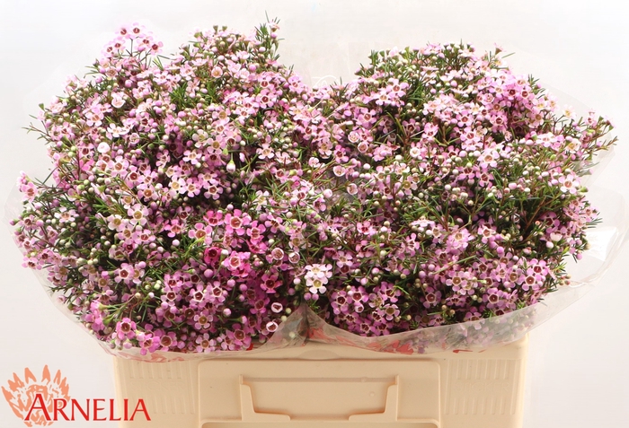 <h4>Chamelaucium Alouana</h4>