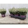 Callu Bl Venus