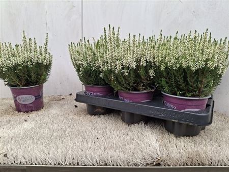 Callu Bl Venus