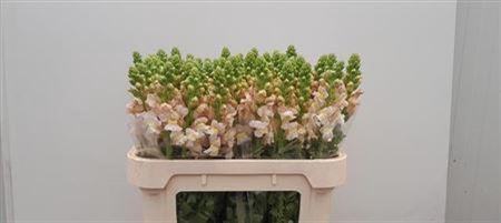 <h4>Antir Cool Pink</h4>