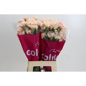 Dianthus St Happy Hoshi