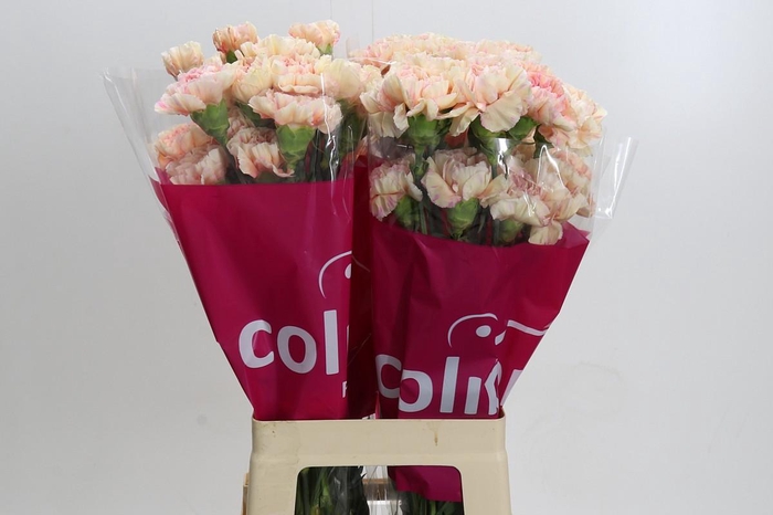 Dianthus St Happy Hoshi