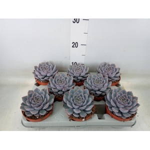 Echeveria  'Orion'