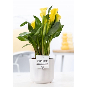 Zantedeschia yellow in P&PURE Sophie ceramics white