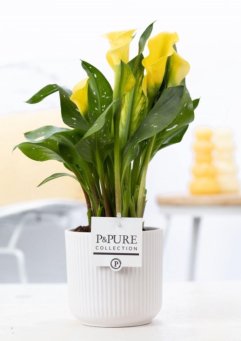 <h4>Zantedeschia yellow in P&PURE Sophie ceramics white</h4>